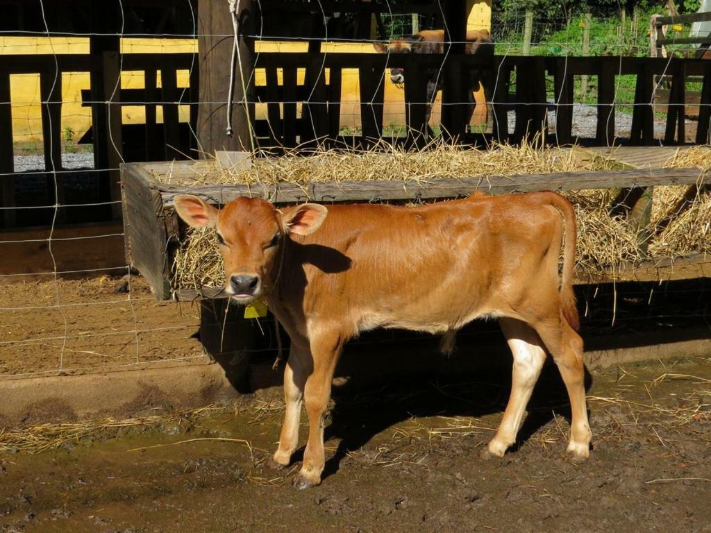 库尼亚Chalet Da Hortensias别墅 外观 照片